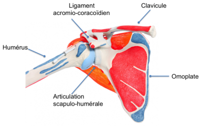 Articulation de l'épaule