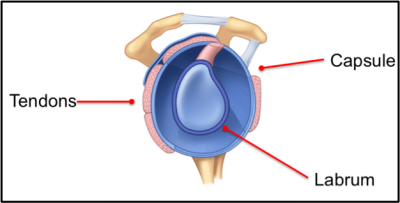 Eléments capsulo-ligamentaires