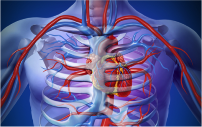 Artère et veine sous claviculaire passant à proximité de la clavicule.