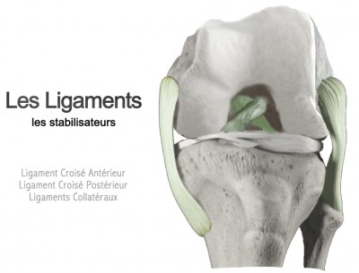 Ligaments collatéraux et croisés