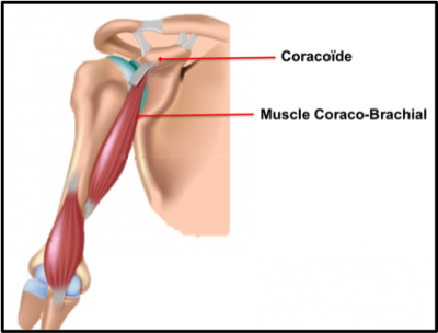 Coracoïde et muscle coraco-biceps.