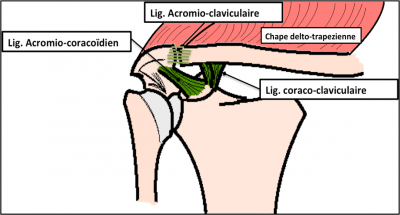 Anatomie de l'articulation acromio-claviculaire