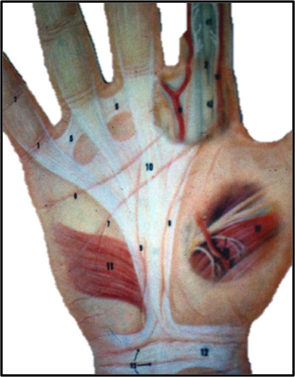 Paume de la main : anatomie, pathologies, traitements