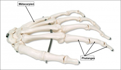 Phalanges 