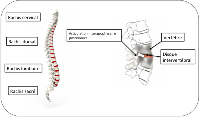 Anatomie de la colonne vertébrale