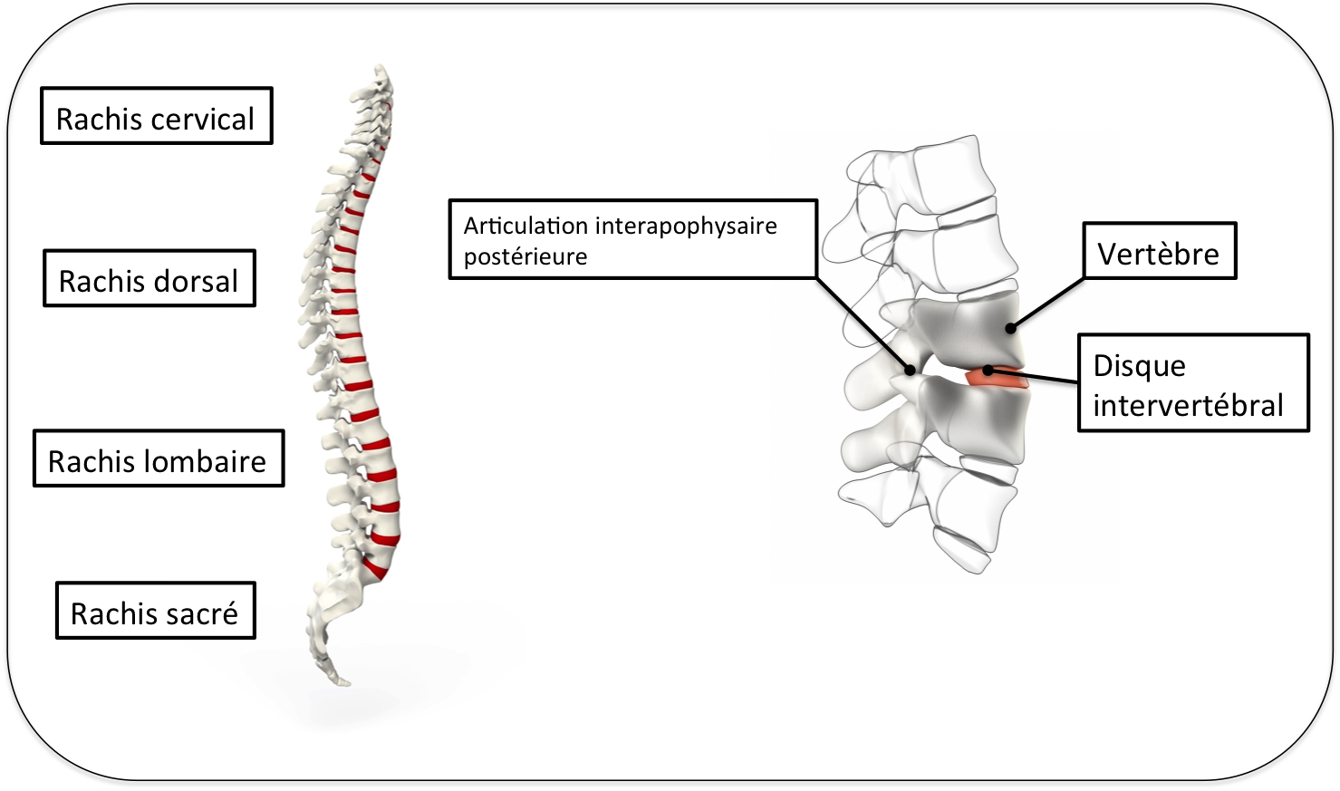 http://www.clinique-drouot.com/wp-content/uploads/2013/10/Colonne-vertebrale.png