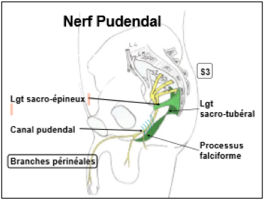 névralgie pudendale