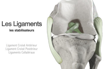 Ligaments collatéraux et croisés