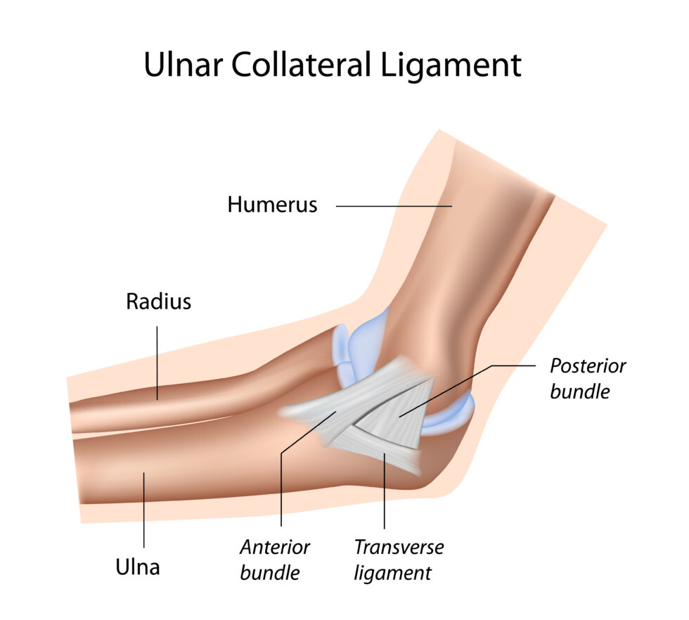 système ligamentaire du coude