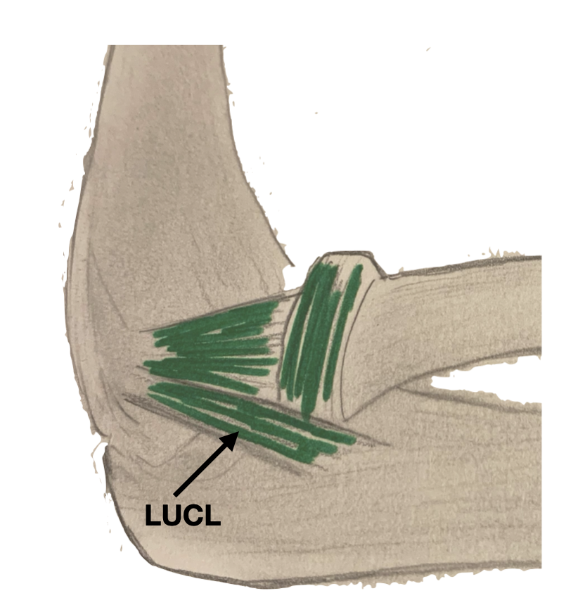 schéma du ligament collatéral latéral ulnaire